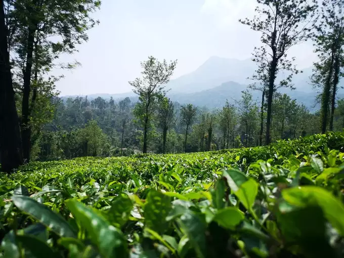 ಮುನ್ನಾರ್