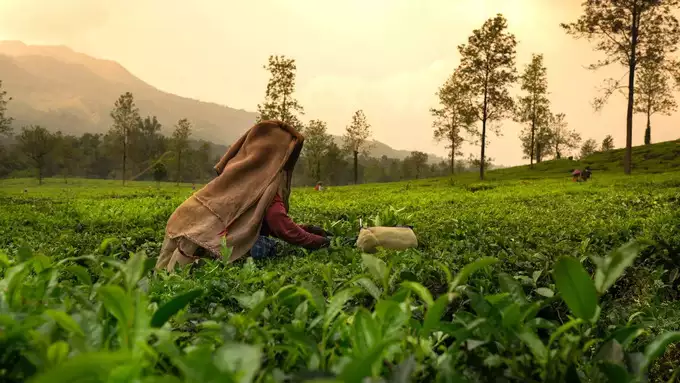 ಯೆರ್ಕಾಡ್, ತಮಿಳುನಾಡು ಯೆರ್ಕಾಡ್, ತಮಿಳುನಾಡು